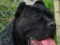 cane corso tigrato